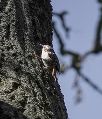 Certhia brachydactyla