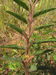 Chamaecrista nictitans ramosa