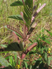 Chamaecrista nictitans ramosa