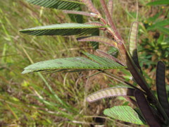 Chamaecrista nictitans ramosa