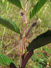 Chamaecrista nictitans ramosa