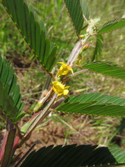 Chamaecrista nictitans ramosa