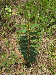 Chamaecrista nictitans ramosa