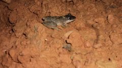 Adenomera chicomendesi