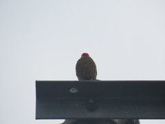 Colaptes punctigula striatigularis