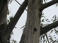 Colaptes punctigula striatigularis