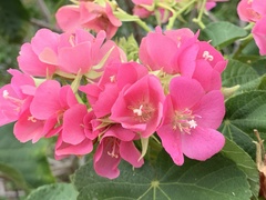 Angiospermae
