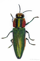 Anthaxia scorzonerae