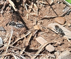 Colletes validus