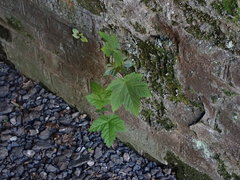 Acer pseudoplatanus