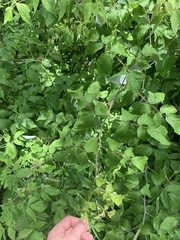 Rubus idaeus strigosus