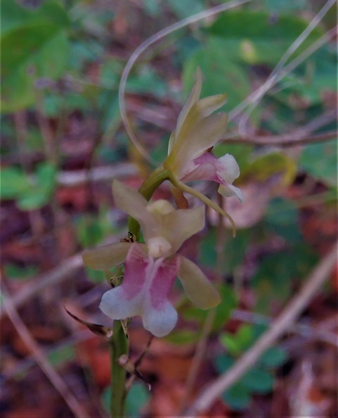 Orquídea monja africana (Orquídeas de Selvas tropicales húmedas) ·  iNaturalist