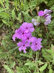 Phlox drummondii