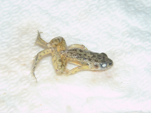 Adenomera hylaedactyla