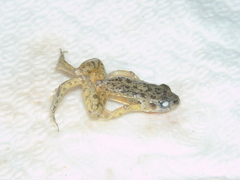 Adenomera hylaedactyla