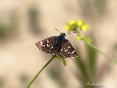 Spialia