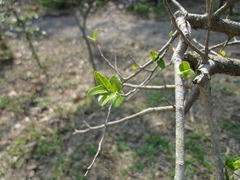 Celtis nervosa