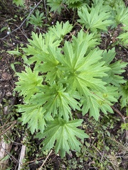 Cacaliopsis nardosmia