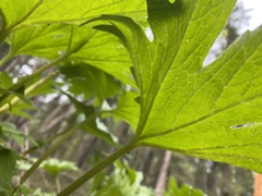 Cacaliopsis nardosmia