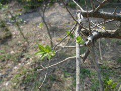 Celtis nervosa