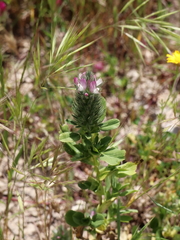 Ononis alopecuroides