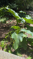 Zantedeschia aethiopica