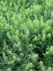 Lepidium densiflorum