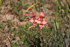 Gladiolus meliusculus