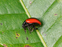 Chrysolina mactata