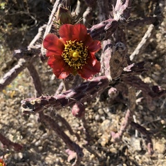 Cylindropuntia thurberi versicolor