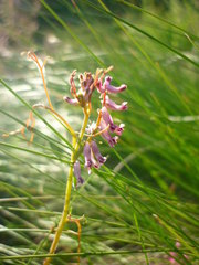 Cysticapnos cracca