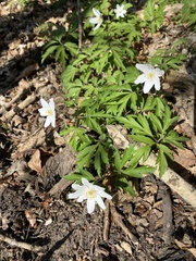 Anemonoides nemorosa