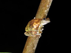 Dendropsophus acreanus
