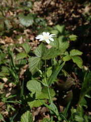 Rabelera holostea