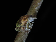 Dendropsophus acreanus
