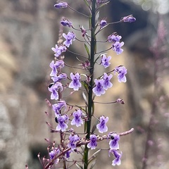 Anarrhinum longipedicellatum