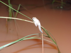 Dendropsophus acreanus