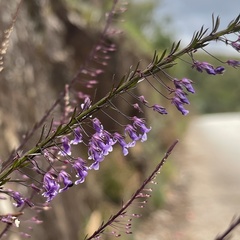 Anarrhinum longipedicellatum