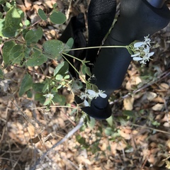 Guardiola platyphylla