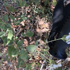 Guardiola platyphylla