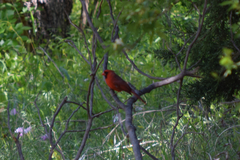 Cardinalis cardinalis
