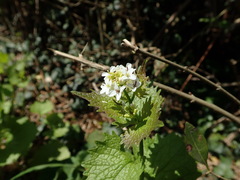 Alliaria petiolata