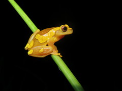 Dendropsophus arndti