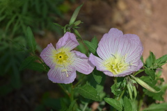 Oenothera speciosa