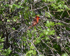 Cardinalis cardinalis