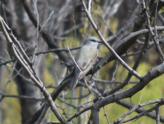 Tyrannus verticalis