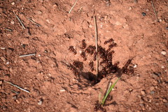 Pogonomyrmex barbatus