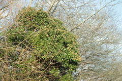 Angiospermae