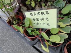 Peperomia argyreia