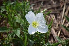 Oenothera speciosa